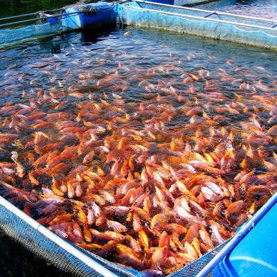 Cover image for research topic "Genetics and Molecular Breeding in Aquaculture Animals"