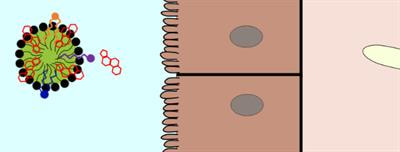 Cover image for research topic "Phospholipids and Sphingolipids in Nutrition, Metabolism, and Health"