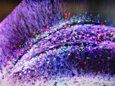 Cover image for research topic "Neural Circuits Revealed, Volume II"
