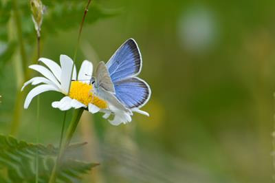 Cover image for research topic "Insect Conservation Behavior"