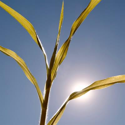 Cover image for research topic "Plant Responses to High Ambient Temperature"
