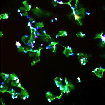 Cover image for research topic "Immune Interactions during the Reproductive Cycle"