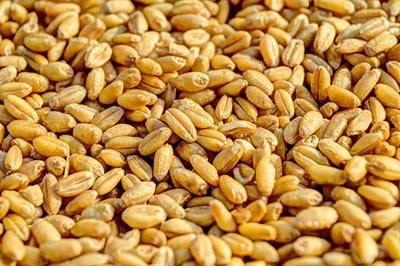 Cover image for research topic "Micronutrients Movement from Soil to the Grains: Role of Plant Membrane Transporters"