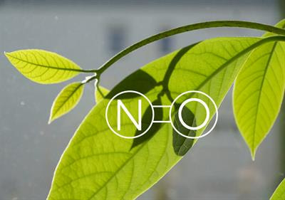 Cover image for research topic "Functions of Nitric Oxide in Photosynthetic Organisms"