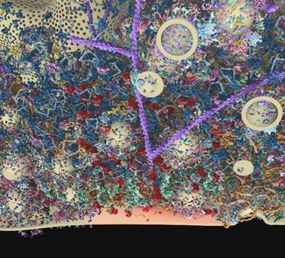 Cover image for research topic "Molecular Nanomachines of the Presynaptic Terminal, Volume II"
