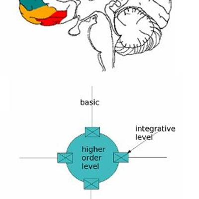 Cover image for research topic "The medial prefrontal cortex and integration in ASD and typical cognition"