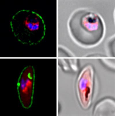 Cover image for research topic "Advances on the Gametocyte Biology, Host Immunity and Vector Stages to interrupt the Transmission of Malaria"