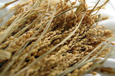 Cover image for research topic "Advances in Phenolic Compounds in Cereals: Diversity, Biosynthesis, Bioavailability and Function"