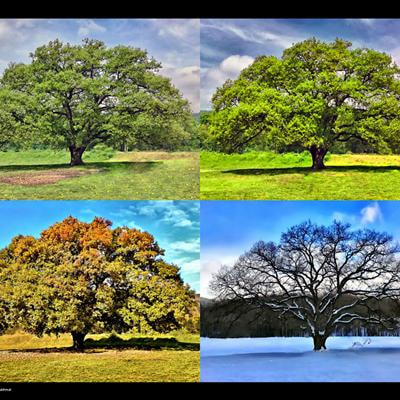 Cover image for research topic "Seasonality of woody plants in cold climates:  adaptations, regulation and modeling"