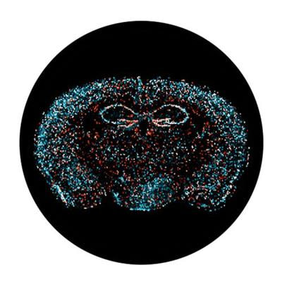 Cover image for research topic "Non-Canonical Activity of the Apoptotic Pathway in the Nervous System"