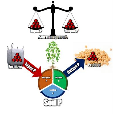 Cover image for research topic "Sustainable Phosphorus Use in Agriculture"