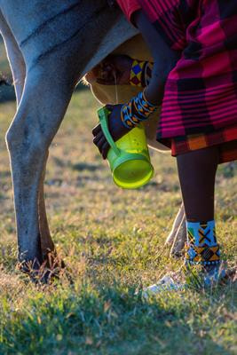 Cover image for research topic "Enhancing Livestock Production and Food Safety Through a One Health Approach in Resource Poor Settings"