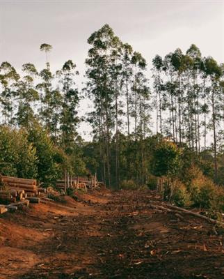 Cover image for research topic "Global Patterns and Drivers of Forest Loss and Degradation Within Protected Areas"