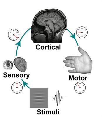 Cover image for research topic "Advances in Modern Mental Chronometry"