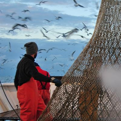 Cover image for research topic "Impacts of Environmental Variability Related to Climate Change on Biological Resources in the Mediterranean"