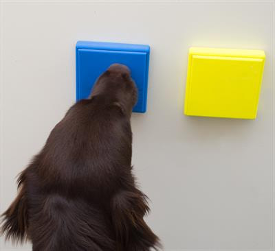 Cover image for research topic "Animal-Computer Interaction and Beyond: The Benefits of Animal-Centered Research and Design"