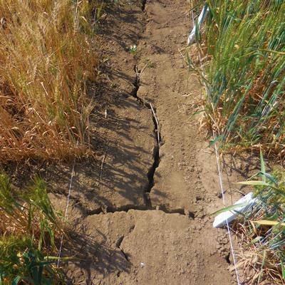 Cover image for research topic "Drought Threat: Responses and Molecular-Genetic Mechanisms of Adaptation and Tolerance in Wheat"