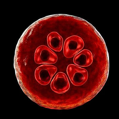 Cover image for research topic "Apicomplexa Epidemiology, Control, Vaccines and their Role in Host-Pathogen Interaction"