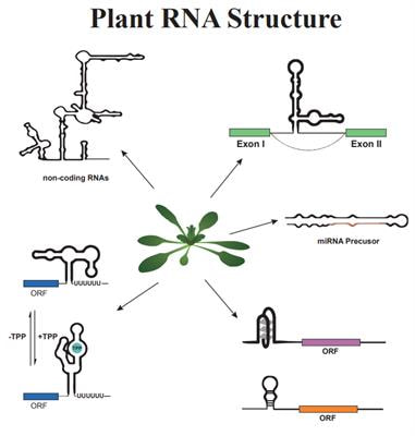 Cover image for research topic "Plant RNA Structure"