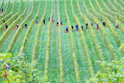 Cover image for research topic "Scale, Diversity, and Inclusion in Agroecology, Organic Farming, and Regenerative Agriculture"