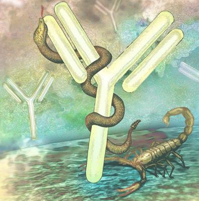 Cover image for research topic "Immune responses and immune mechanisms triggered by snake and scorpion venoms"