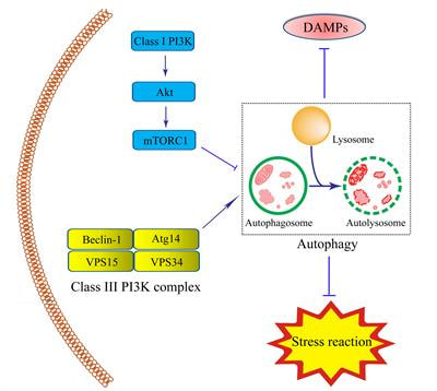 Cover image for research topic "Autophagy in Inflammation Related Diseases"