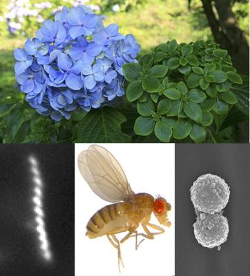 Cover image for research topic "Spiroplasma, Mycoplasma, Phytoplasma, and Other Genome-Reduced and Wall-Less Mollicutes: Their Genetics, Genomics, Mechanics, Interactions and Symbiosis with Insects, Other Animals and Plants"