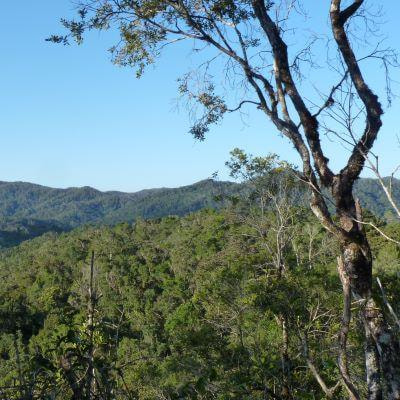 Cover image for research topic "Current Challenges in Forest Restoration and Sustainable Forest Management"