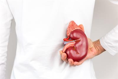 Cover image for research topic "Advances in the Diagnosis and Treatment in Kidney Transplantation"