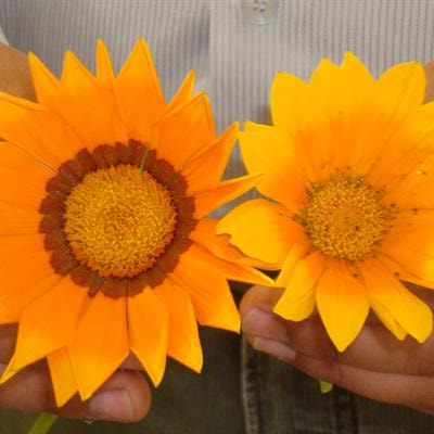 Cover image for research topic "Organic-based Foliar Biostimulation and Nutrition in Plants"