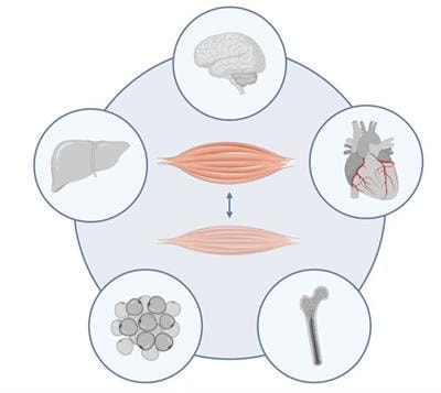 Cover image for research topic "Crosstalk Between Skeletal Muscle and Other Tissues in the Body"