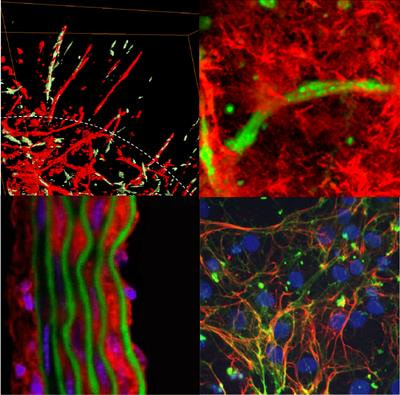 Cover image for research topic "Extracellular Matrix Dynamics in Biology, Bioengineering, and Pathology, volume II"