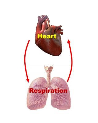 Cover image for research topic "Forms of Cardio-Respiratory Coupling and their Modulation in Health and Disease"