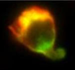 Cover image for research topic "The Cytoskeleton in T Cell Migration and Activation"