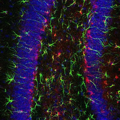 Cover image for research topic "Circadian oscillators in the brain other than the SCN"