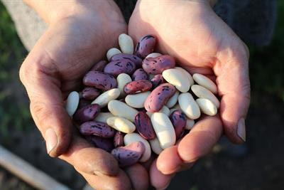 Cover image for research topic "Legumes for Global Food Security, volume II"