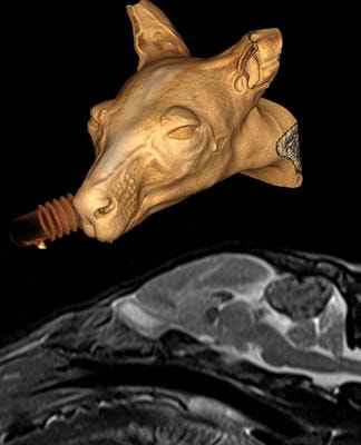 Cover image for research topic "Neurology and Neuroimaging in Exotic and Non-Domestic Species"