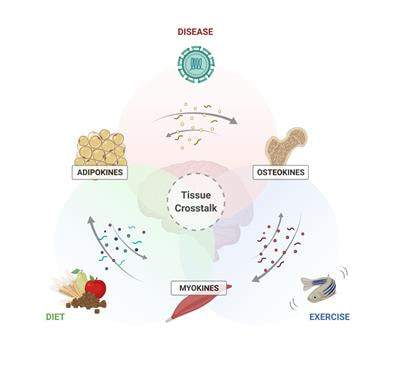 Cover image for research topic "Inter-Organ Communication Beyond Mammals: The Role of Tissue-Specific Cytokines"