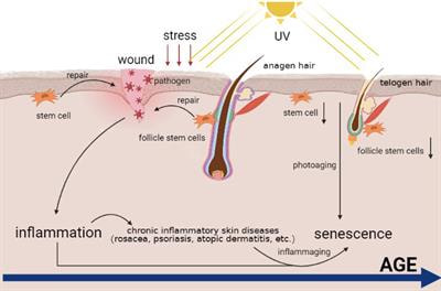 Cover image for research topic "Inflammation, Stem Cells and Wound Healing in Skin Aging"
