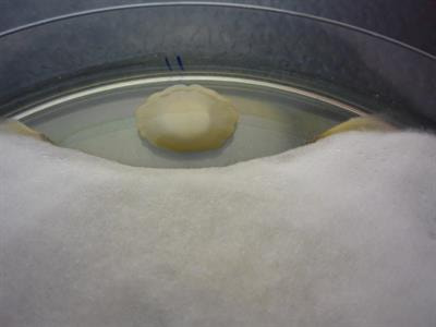 Cover image for research topic "Innovative Biocontrol Strategies to Manage Crop and Pest Diseases"