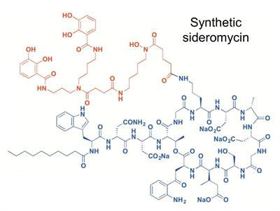 Cover image for research topic "Microbial Siderophores: Biosynthesis, Regulation, and Physiological and Ecological Impacts"