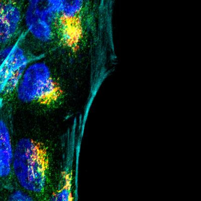 Cover image for research topic "Cell polarity: Trafficking and Regulatory Events that Determine Cell Asymmetry"