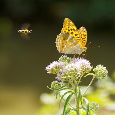 Cover image for research topic "Mechanisms Underlying Plant-Pollinator-Herbivore Interactions"