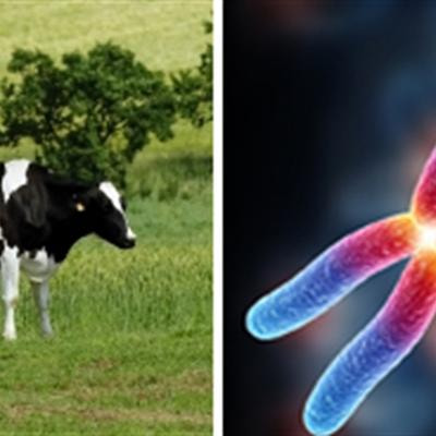 Cover image for research topic "Advances in farm animal genomic resources"