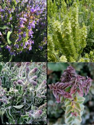 Cover image for research topic "Evolution of Pronouncing Chemodiversity and Biological Role of Secondary Metabolites in Lamiaceae Family"