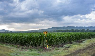 Cover image for research topic "Social and Institutional Innovations for Achieving Sustainable Agricultural Transformation in the Global South"