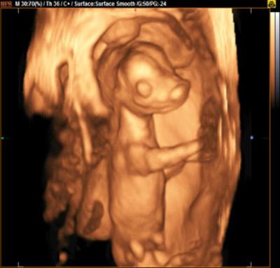 Cover image for research topic "Embryonic Development, Pregnancy Establishment and Loss"