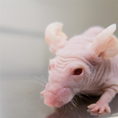 Cover image for research topic "Animal Studies to Develop Regenerative Therapy for Cardiovascular Diseases"