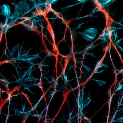 Cover image for research topic "Methods and Model Organisms Editors' Picks 2021"