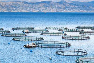 Cover image for research topic "Sustainable Feed for Aquaculture"